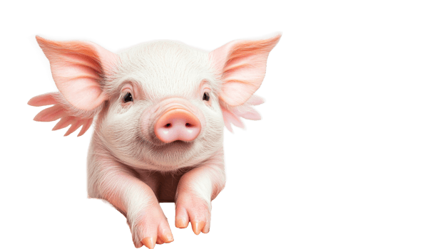 Cute pink piglet portrait looking at the camera, isolated, cut out transparent png