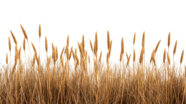 Dry reeds background in a black background, cut out transparent png