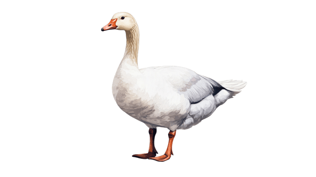 Snow Goose Standing Bird With Orange Beak, cut out transparent png