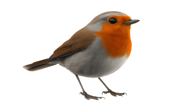 Small robin bird with orange breast looks forward, cut out transparent png