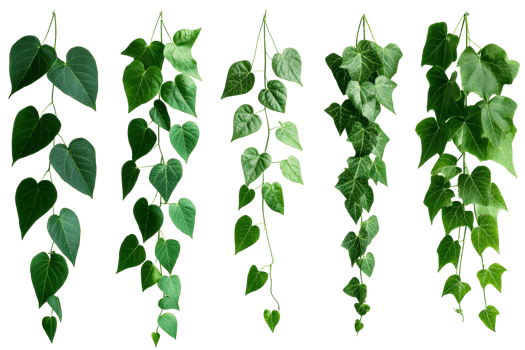 Hanging ivy vines, green leaves assortment, creeper foliage, cut out transparent png