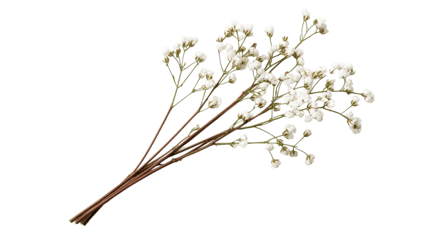 Delicate baby's breath sprigs isolated on black, cut out transparent png