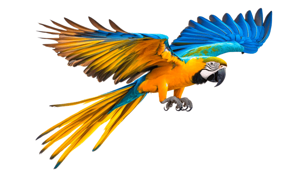 Macaw flying, blue and yellow bird, exotic plumage, vibrant parrot, cut out transparent png