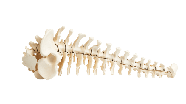 Anatomical spine with vertebrae and sacrum bones, cut out transparent png