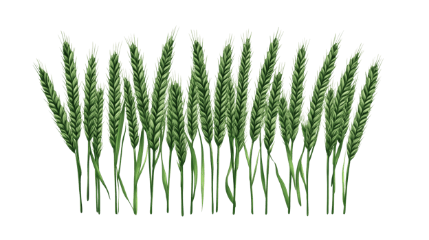 Green wheat ears in a row on a black background, cut out transparent png