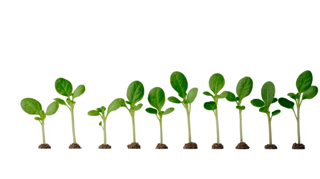 Germination stages of green plant seedlings, cut out transparent png