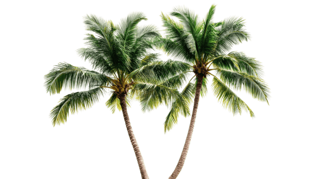Twin palm trees, tropical, exotic, nature, trunks, leaves,isolated, cut out transparent png