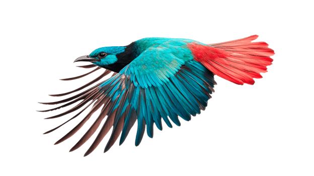 Colorful bird in flight with wings spread wide, cut out transparent png