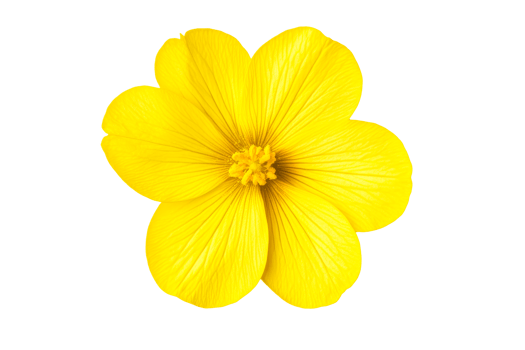 Bright Yellow Flower Blossom, Isolated Floral Detail, cut out transparent png