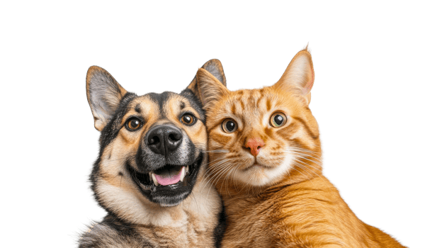 Dog and cat posing together, cute pets close up portrait, cut out transparent png
