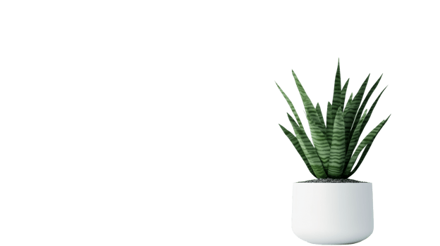 Sansevieria plant in white pot, modern design, cut out transparent png
