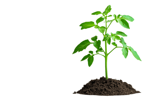 Young tomato plant with green leaves sprouting from soil, cut out transparent png