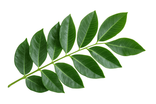 Green branch with leaves, isolated, cutout transparent png