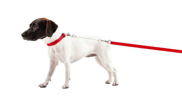 Dog with red leash standing on transparent background png