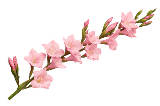 Beautiful pink gladiolus flower on a transparent background png