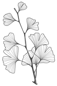 Ginkgo biloba leaf line art black and white sketch Silhouette vector