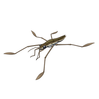 A detailed illustration showcases a water strider, its long legs delicately poised. The insect's segmented body and reflective eyes are beautifully rendered, creating a serene and realistic mood. png