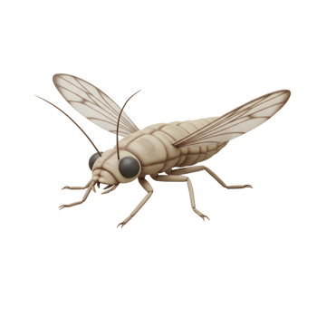 A captivating image of a pale insect, meticulously rendered in 3D. Its segmented body and translucent wings are strikingly detailed, creating a serene and somewhat ethereal mood. png