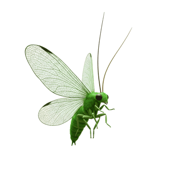 A vibrant green insect with translucent wings hovers, its fuzzy body gleaming. The scene evokes a sense of delicate beauty and quiet wonder. png