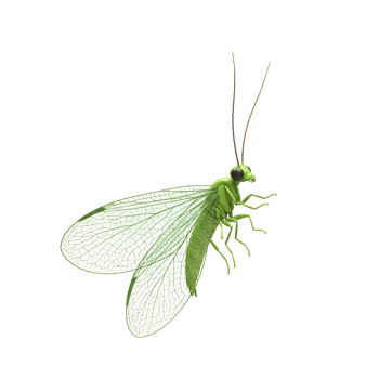 A vibrant green lacewing insect, its translucent wings showcasing intricate vein patterns, floats serenely against a stark white background. A captivating image of natural beauty. png
