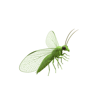 A vibrant green lacewing, exquisitely detailed, takes flight against a stark white backdrop. Its delicate, lacy wings and multifaceted eyes create a captivating, serene image. png