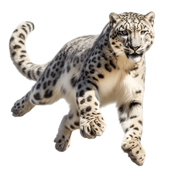 Snow leopard leaping through air mountain range wildlife photography snowy environment dynamic viewpoint nature's majesty png