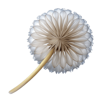 dramatic contemporary Close-up of a single dandelion seedhead professional png