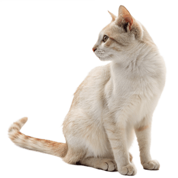 Adorable CreamColored Cat Sitting and Looking to the Side png