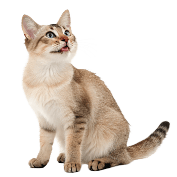 Adorable Light Brown Cat with Blue Eyes Sitting and Looking Upwards png