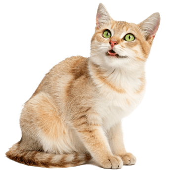 Adorable Ginger Cat with Green Eyes Sitting and Tongue Out png