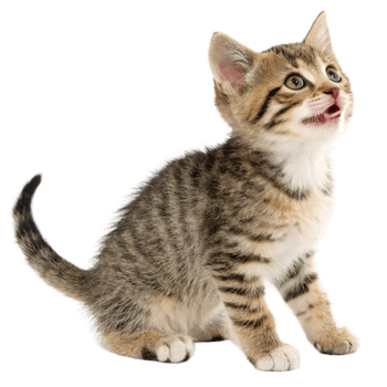 Adorable Tabby Kitten Looking Upward with Open Mouth png
