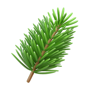 extraordinary minimalist Single green pine needle premium png