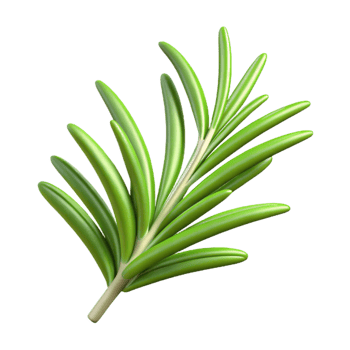 dramatic modern Sprig of rosemary 4K png