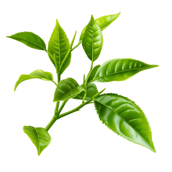 Fresh Green Tea Leaves Organic Plant Transparent png