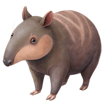 Cute Hand Drawn Watercolor illustration and Transparent of a Chubby Anteater png
