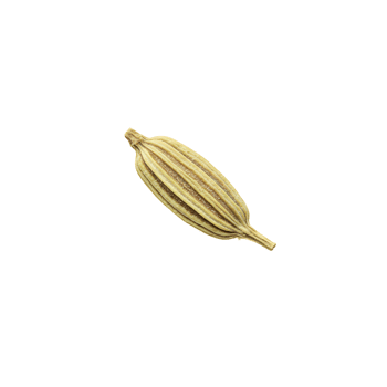 A single fennel seed isolated on a plain field with visible ridges and tapered ends in close up view transparent background png