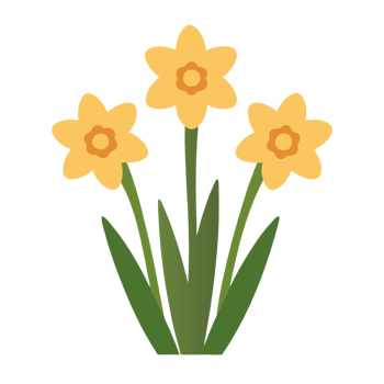 Daffodil Flowers with Green Stems png