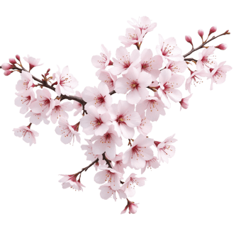 A branch of pink flowers is on a black background png
