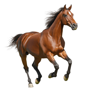 Brown horse , isolated on Transparent background png