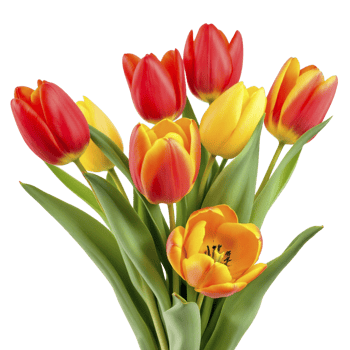 A bouquet of red and yellow tulips png