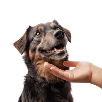 Loyal Dog Reaching for Human Hand. Heartwarming Connection Between Pet and Owner, Isolated on Transparent Background. Perfect for Pet Adoption Ads, Animal Welfare Campaigns, or Family Bonding png