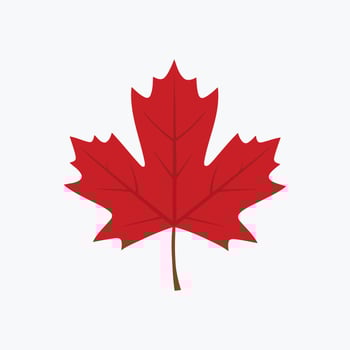 Illustration of a red maple leaf on a single color background vector
