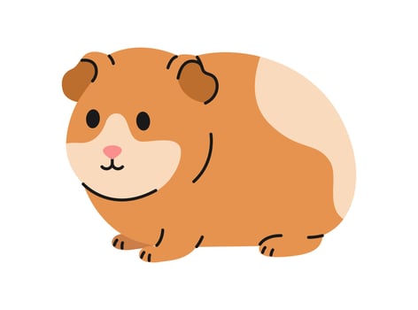 Cute spotted orange guinea pig sitting on white background. Isolated rodent. Adorable pet. Domestic animal in simple style. Flat illustration for pet shop, veterinary clinic vector