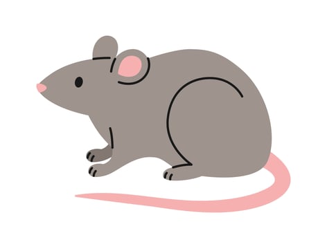 Cute grey rat sitting on white background. Domestic or wild animal in simple style. Adorable isolated pet. Flat illustration for pet shop, veterinary clinic vector