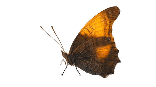 A stunning butterfly with vibrant wings perfect for nature and wildlife designs showcasing in png
