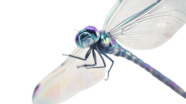 Closeup of a Dragonfly with Iridescent Wings png