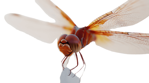Closeup of a Dragonfly with Translucent Wings png
