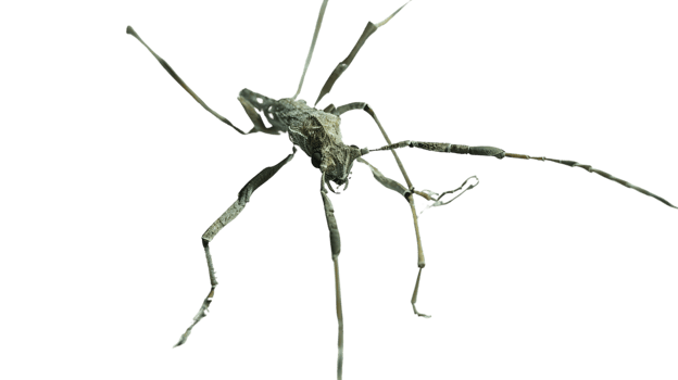 Insect with Long Antennae and Spindly Legs on a Black Background png