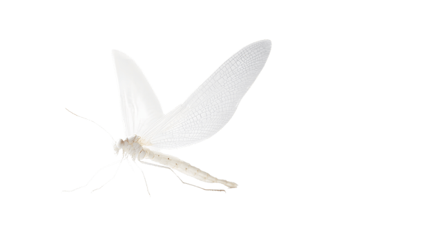 White insect with large wings detailed macro shot against black background png
