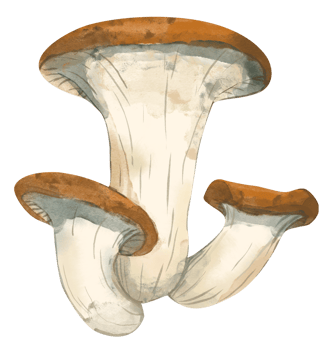 A watercolor illustration of three king oyster mushrooms with thick cream colored stems and broad brown caps png
